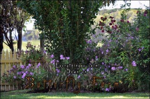 Bed and Breakfast Butterfly Farm Bed&Breakfast Nirranda Exterior foto